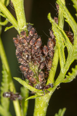 Ants and aphids on the plant.
