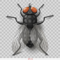 Realistic insect fly. 3D vector graphics. Transparent shadow © denisik11