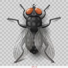 Foto op Plexiglas Realistic insect fly. 3D vector graphics. Transparent shadow © denisik11