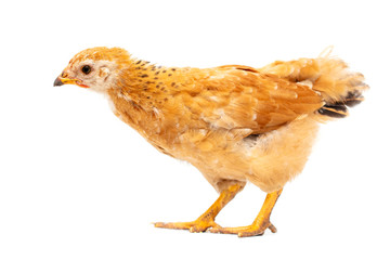 Portrait of an orange chick on a white background