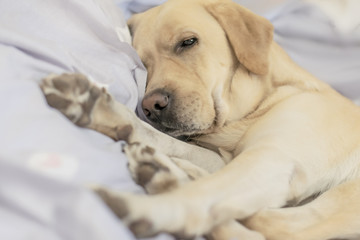 .The dog sleeps sweetly in bed.Soft focus