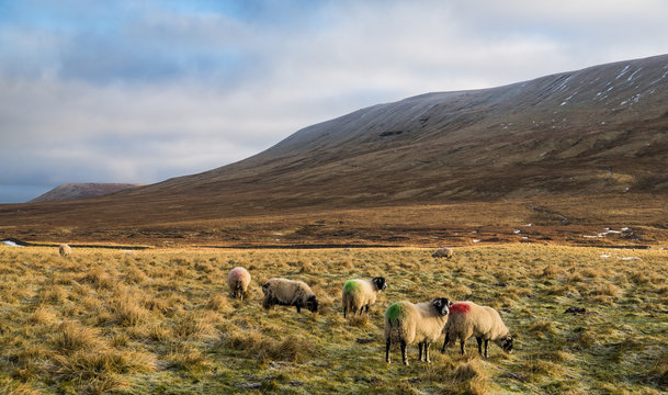 herd of sheep on mountain pasture