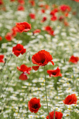 Poppy Flower Blossom