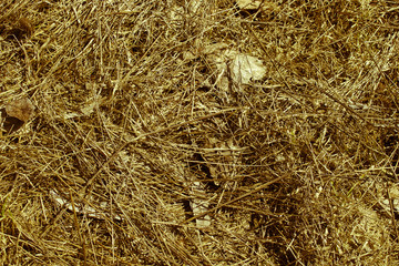 Hay. Leaves. Dry grass. Autumn grasses. Background.