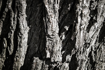 Tree bark, texture.