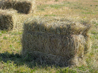 Fresh hay from the field hay in nature
