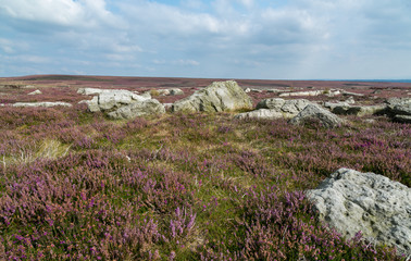 Yorkshire Moors