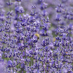 Lavender Purple Blossom