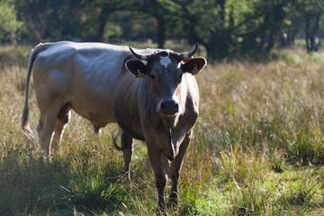 Cow