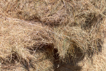 Fresh hay from the field hay in nature