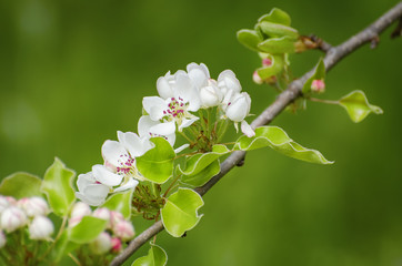 Apple Spring Blossom