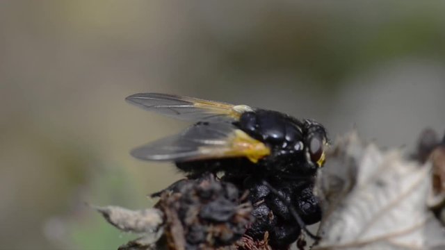 une mouche butine une m&ucirc;re