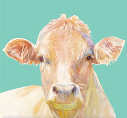 Vector illustration of a watercolor muzzle cow. Cow isolated on green background. Frontal head of a cow. - 225524448