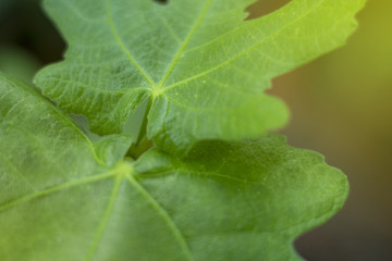 green leaf of treetop background