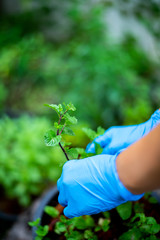 Hand cutting mint leaf