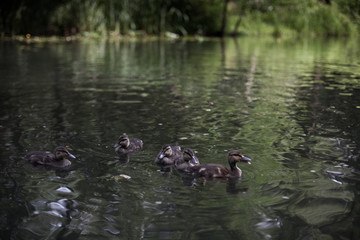 Ducklings