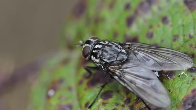 une mouche sur une feuille verte