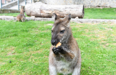 Red-necked wallaby (kangaroo) eating cookie