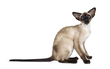 Excellent seal point Siamese cat kitten sitting standing side ways looking straight at lense, isolated on white background