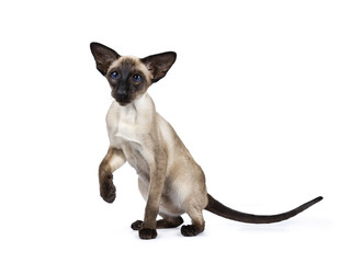 Obraz premium Excellent seal point Siamese cat kitten sitting / playing standing side ways / front view looking besidelense, isolated on white background and one paw liftes in air