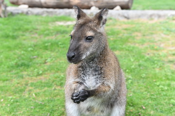 Naklejka na ściany i meble Red-necked wallaby (kangaroo) eating cookie