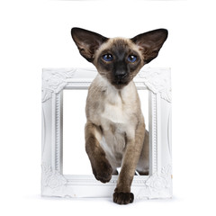 Excellent seal point Siamese cat kitten standing front view through a white picture frame looking at camera with deep blue eyes, isolated on white background