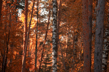 Red leaves on birch trees in autumn
