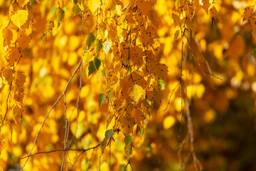 Leaves on a tree in autumn as a background