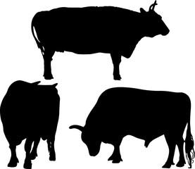 three large bulls silhouettes on white