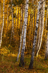 Obraz premium Birches in the forest in autumn as a background
