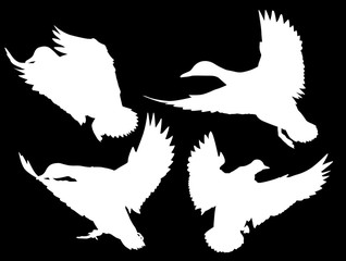 four flying ducks silhouettes isolated on black