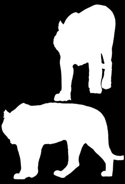 two large isolated white tiger silhouettes