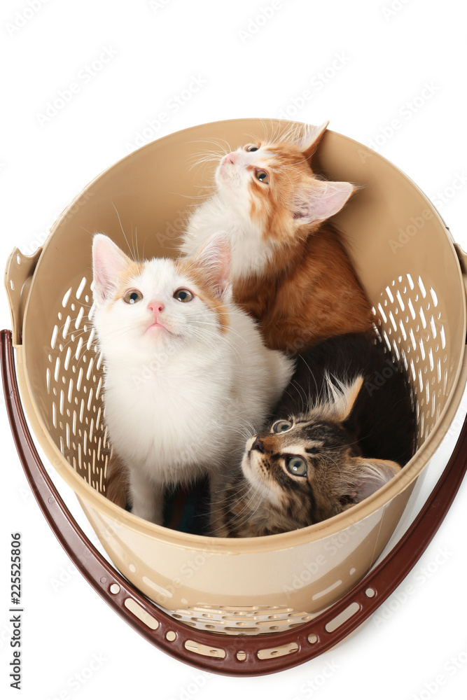 Wall mural Cute little kittens in plastic bucket on white background