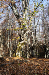 Beautiful autumn forest landscape