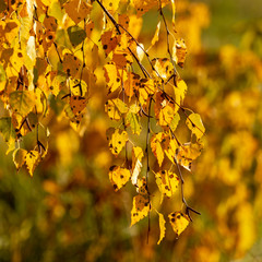 Leaves on a tree in autumn as a background