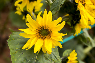 Sunflower in Field
