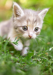 Portrait of a kitten in green grass