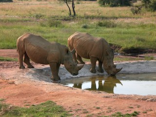 Südafrika, Nashorn
