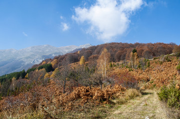 Beautiful autumn forest landscape