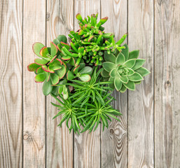 Succulent plants wooden background floral flat lay