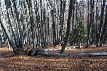 Beautiful autumn forest landscape
