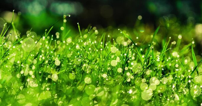 Morning dew on a green carpet grass