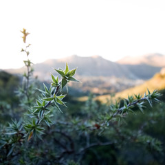 Flowers and leaves