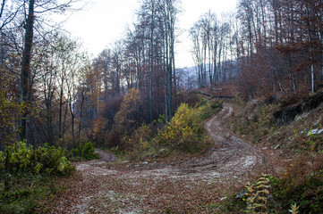 Beautiful autumn forest landscape