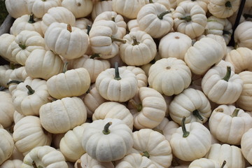 pumpkin Mix 13