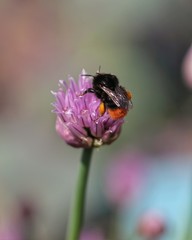 Bee on purple flower