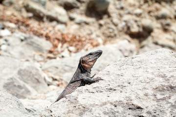 Gran-Canaria-Rieseneidechse, Kanareneidechse, Gekko 