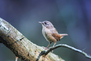 portrait of cute brown funny bird Wren standing in a Park on a tree proudly raising his head