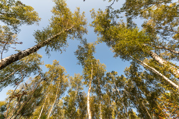 Fototapeta premium Look up trees