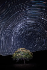 Tree under stars
